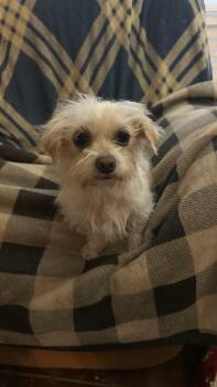 Maltipoo Dogs Available for Adoption in San Antonio, Texas - Snowflake | PetCurious