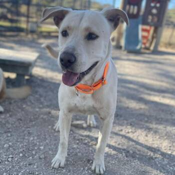 Greta -  Labrador Retriever Dog for Adoption in Center Point, Texas - Greta | PetCurious