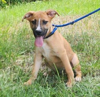 260912  Bo -  Shepherd and Labrador Retriever Dog for Adoption in Wetumpka, Alabama - 260912  Bo | PetCurious