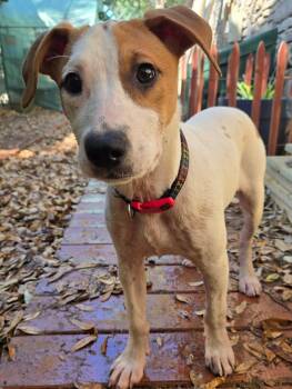 Rescue Terrier and Mixed Breed Dogs for Adoption in Boerne, Texas - Logan | PetCurious