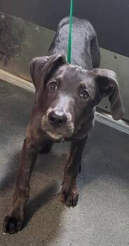 Pointer Dogs Available for Adoption in Lawrenceville, Georgia - Pen 181 Marty | PetCurious