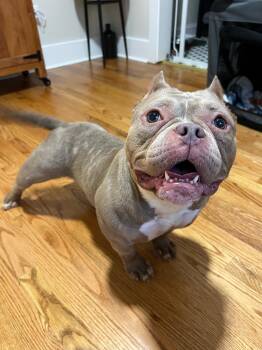 Sunshine -  American Staffordshire Terrier Dog for Adoption in Merrillville, Indiana - Sunshine | PetCurious