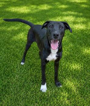 Sneezy -  Collie Dog for Adoption in Lindenhurst, New York - Sneezy | PetCurious