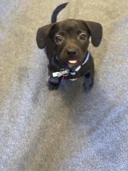 Athena -  Chihuahua Dog for Adoption in West Hollywood, California - Athena | PetCurious