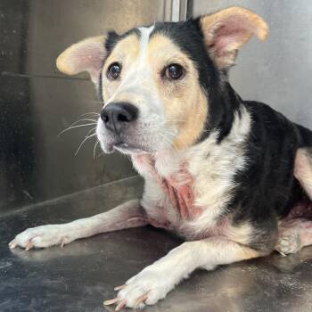 Boots -  Australian Cattle Dog Blue Heeler and Mixed Breed Dog for Adoption in Edinburg, Texas - Boots | PetCurious