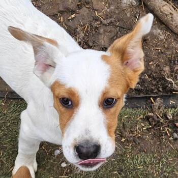 American Bulldog and Hound Dogs Available for Adoption - Fred Farkle | PetCurious