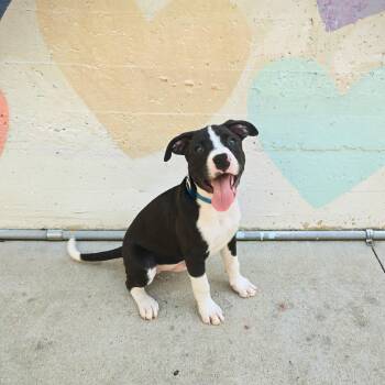 Rex -  Hound and Mixed Breed Dog for Adoption in Rock Hill, South Carolina - Rex | PetCurious