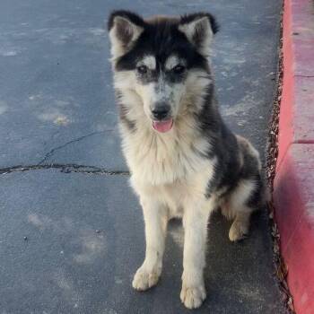 Rescue Husky Dogs for Adoption in San Rafael, California - Freeda | PetCurious