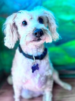 Caspian -  Miniature Poodle and Maltese Dog for Adoption in Eugene, Oregon - Caspian | PetCurious