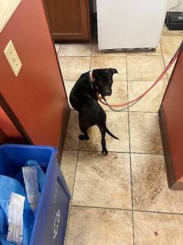Boston -  Mixed Breed Dog for Adoption in Cincinnati, Ohio - Boston | PetCurious