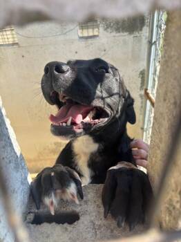 Santana -  Black Labrador Retriever and Terrier Dog for Adoption in Hartford City, Indiana - Santana | PetCurious