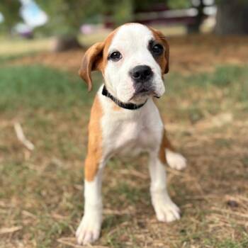 Blueberry Muffin--In Foster -  Saint Bernard and Boxer Dog for Adoption in Fargo, North Dakota - Blueberry Muffin--In Foster | PetCurious