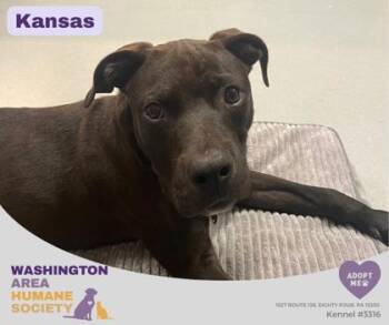 Kansas -  Pit Bull Terrier Dog for Adoption in Eighty Four, Pennsylvania - Kansas | PetCurious