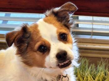 Rescue Corgi and Terrier Dogs for Adoption in Baytown, Texas - Sheba | PetCurious