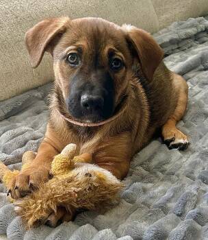 German Shepherd Dog Dogs Available for Adoption in Carrollton, Texas - Peaches | PetCurious