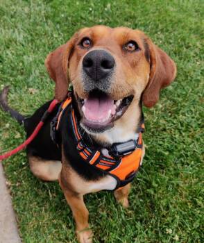 Kuma -  Hound and Labrador Retriever Dog for Adoption in Grass Valley, California - Kuma | PetCurious