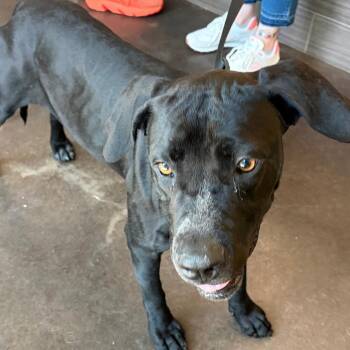 Labrador Retriever and Bluetick Coonhound Dogs Available for Adoption in Norman, Oklahoma - Nova | PetCurious
