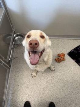 Oliver -  Labrador Retriever and German Shepherd Dog Dog for Adoption in Pequot Lakes, Minnesota - Oliver | PetCurious