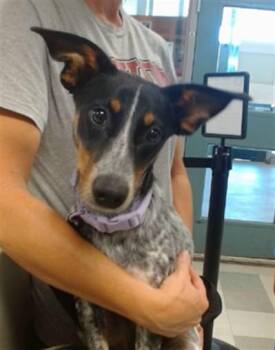 A480070 -  Australian Cattle Dog Blue Heeler Dog for Adoption in Oklahoma City, Oklahoma - A480070 | PetCurious