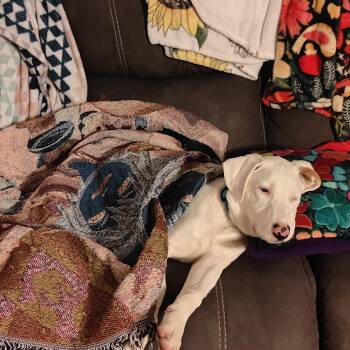Andy -  Labrador Retriever Dog for Adoption in Plainfield, Illinois - Andy | PetCurious