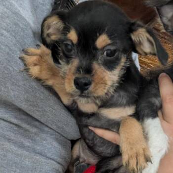 Mixed Breed Dogs Available for Adoption in Leander, Texas - Gabe | PetCurious