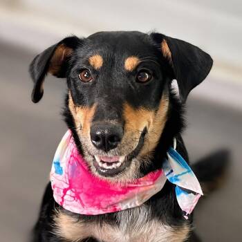 Daisy -  Australian Kelpie and Cattle Dog Dog for Adoption in Boerne, Texas - Daisy | PetCurious