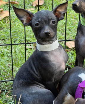 Rescue Chihuahua Dogs for Adoption in Grand Bay, Alabama - Astrid | PetCurious