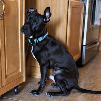 Timmy -  Pit Bull Terrier Dog for Adoption in Naperville, Illinois - Timmy | PetCurious