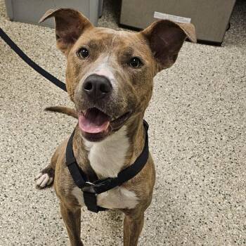 Millie -  Pit Bull Terrier Dog for Adoption in Cedar Rapids, Iowa - Millie | PetCurious