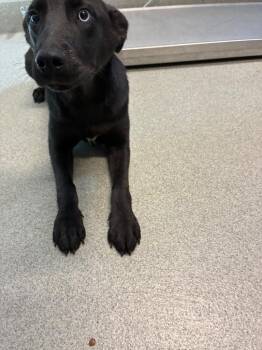 Cruz -  Hound Dog for Adoption in Bloomington, Indiana - Cruz | PetCurious