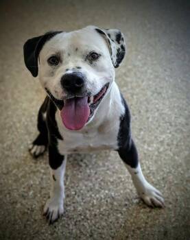 MAHOMES -  American Bulldog Dog for Adoption in Clyde, North Carolina - MAHOMES | PetCurious