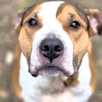 Pit Bull Terrier and Boxer Dogs Available for Adoption in Michigan City, Indiana - Sasha | PetCurious