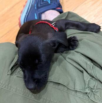 Martha -  Dachshund and Chihuahua Dog for Adoption in Spokane, Washington - Martha | PetCurious