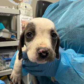 Mixed Breed Dogs Available for Adoption - Delilah | PetCurious