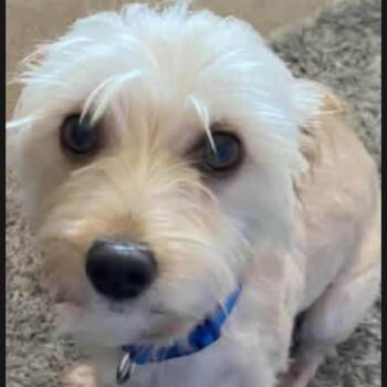 Buddy -  Terrier Dog for Adoption in Lancaster, Kentucky - Buddy | PetCurious