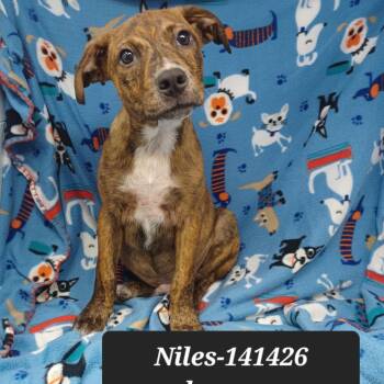 Niles -  Boxer and Mixed Breed Dog for Adoption in New Tazewell, Tennessee - Niles | PetCurious