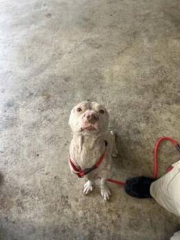 American Bulldog and Mixed Breed Dogs Available for Adoption in Gainesville, Florida - Orange Chicken | PetCurious