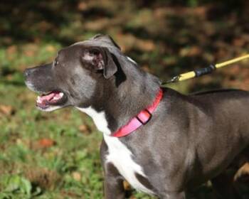 Loulu -  Mixed Breed Dog for Adoption in West Chester, Pennsylvania - Loulu | PetCurious