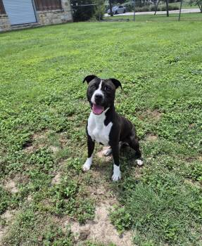Chaco -  Pit Bull Terrier Dog for Adoption in Schertz, Texas - Chaco | PetCurious