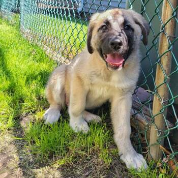 Great Pyrenees and Mixed Breed Dogs Available for Adoption in Shorewood, Illinois - Lennox | PetCurious