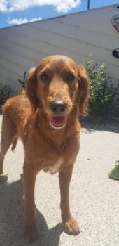 Blossom -  Golden Retriever Dog for Adoption in Union Grove, Wisconsin - Blossom | PetCurious