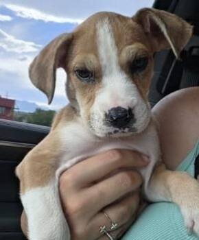 Barbie -  German Shepherd Dog Dog for Adoption in Colorado Springs, Colorado - Barbie | PetCurious