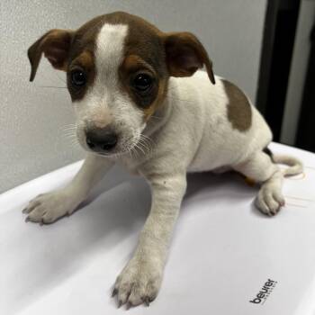 Jack Russell Terrier Dogs Available for Adoption in Tampa, Florida - Cora | PetCurious