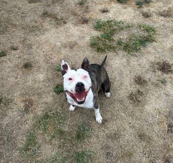 Rescue Pit Bull Terrier Dogs for Adoption in Newberg, Oregon - Dixie | PetCurious