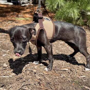 Chihuahua Dogs Available for Adoption in East Hampton, New York - Tadpole | PetCurious