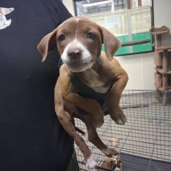 Rescue Mixed Breed Dogs for Adoption in Bend, Oregon - Alexis | PetCurious