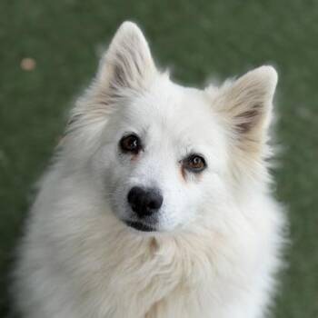 Snow White -  American Eskimo Dog Dog for Adoption in Sacramento, California - Snow White | PetCurious