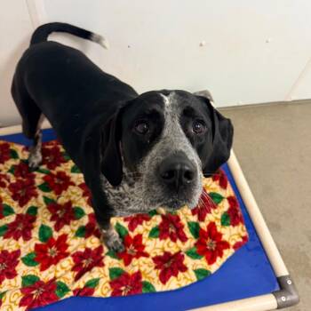 Xena -  Pointer and Mixed Breed Dog for Adoption in Rocky Mount, Virginia - Xena | PetCurious