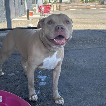 Rescue Pit Bull Terrier Dogs for Adoption in Lake Havasu City, Arizona - Diesel | PetCurious