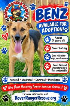 Benz -  German Shepherd Dog Dog for Adoption in Wrightwood, California - Benz | PetCurious
